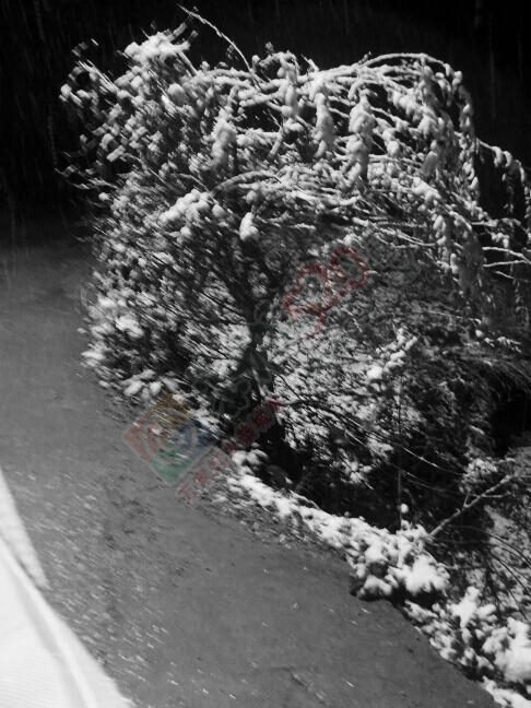 果然今天下了一点不大的雪……！438 / 作者:建筑19551213 / 帖子ID:106827