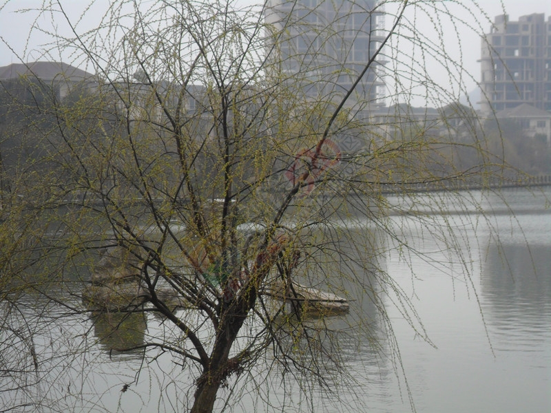 冬天已到，春天还会远吗？…783 / 作者:建筑19551213 / 帖子ID:106860