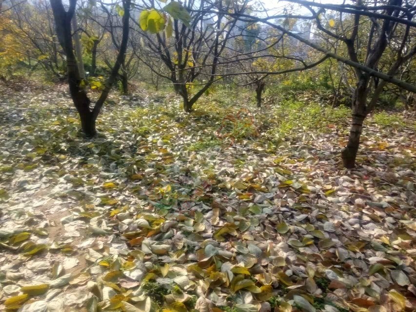 秋风扫落叶冷起来了588 / 作者:珍惜 / 帖子ID:106900