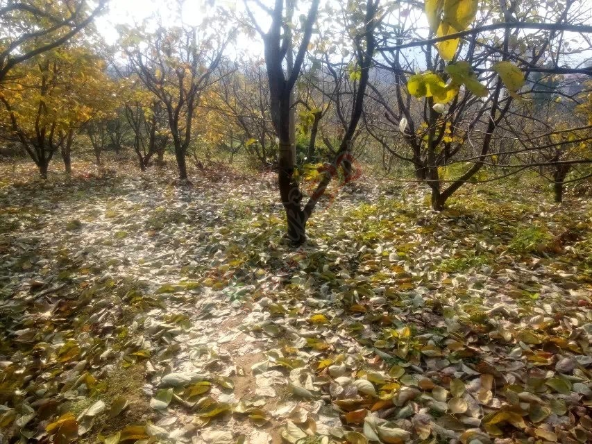 秋风扫落叶冷起来了284 / 作者:珍惜 / 帖子ID:106900