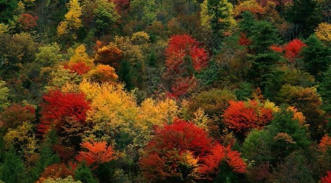时光已远去，记忆还在那个姹紫嫣红的季节！…812 / 作者:建筑19551213 / 帖子ID:106905