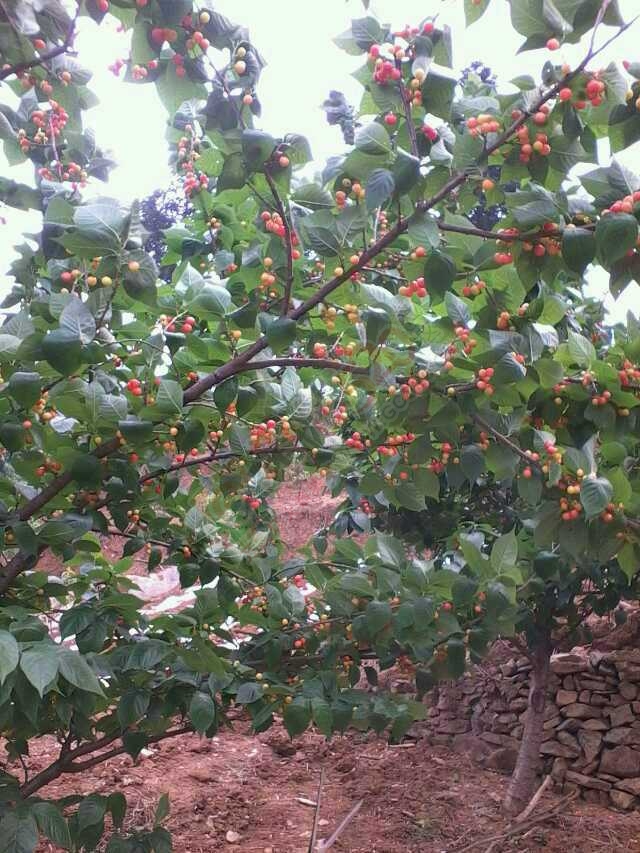 时光已远去，记忆还在那个姹紫嫣红的季节！…868 / 作者:建筑19551213 / 帖子ID:106905