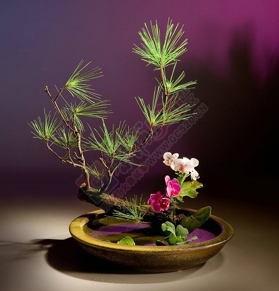 冬天啊，是如此的安祥，谈定，逍遥！…627 / 作者:建筑19551213 / 帖子ID:106935