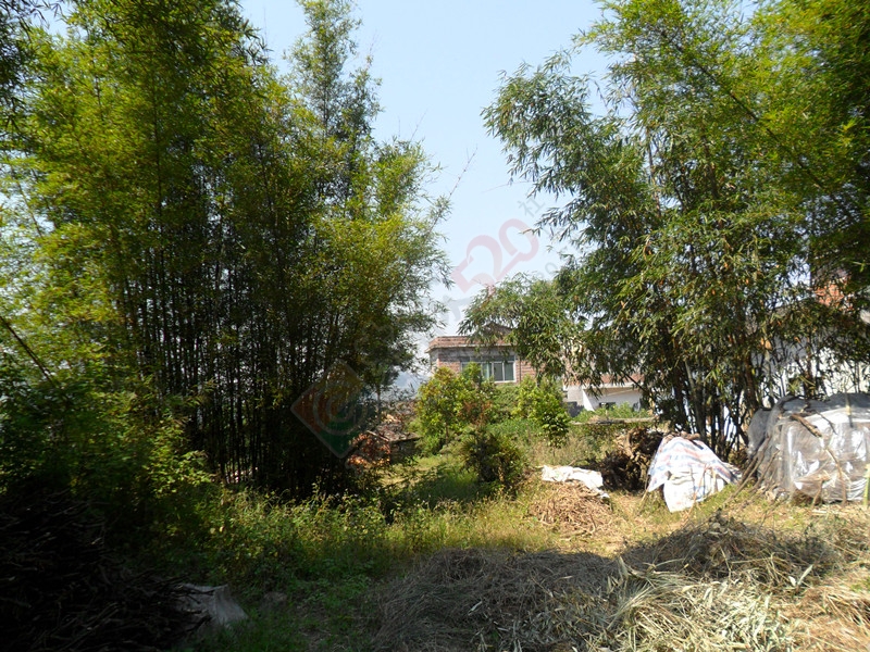 故乡，请你相信我，我一有空闲时间就会经常回来的！…880 / 作者:建筑19551213 / 帖子ID:106939