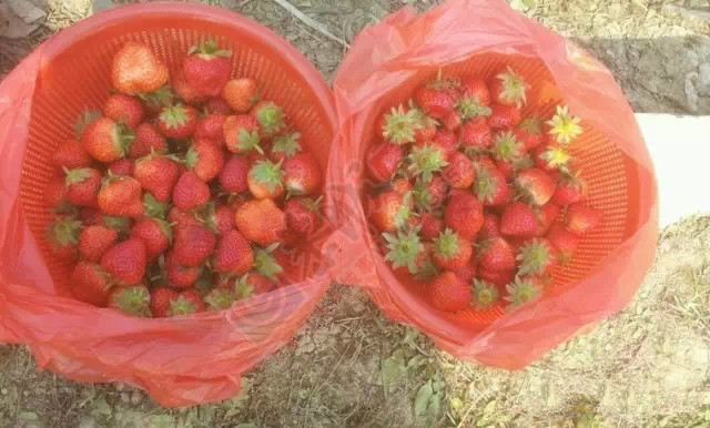 大圩草莓岛天价草莓50元一斤，摘草莓去吧你们245 / 作者:红通通 / 帖子ID:106945