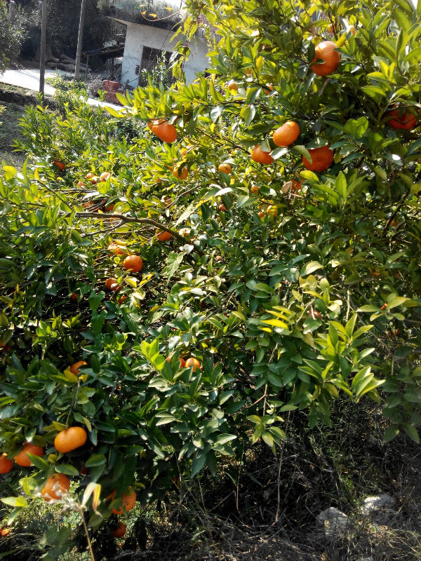 瑶山随拍259 / 作者:恭城无聊人 / 帖子ID:106974