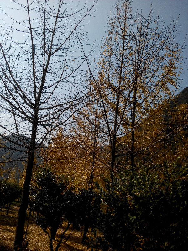 瑶山随拍453 / 作者:恭城无聊人 / 帖子ID:106974