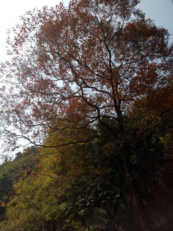 瑶山随拍880 / 作者:恭城无聊人 / 帖子ID:106974