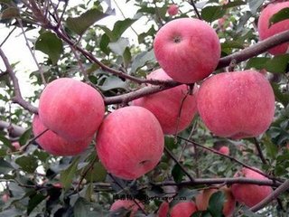 平安节到了祝各位平平安安！…239 / 作者:建筑19551213 / 帖子ID:106985
