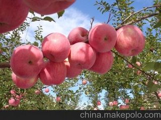 平安节到了祝各位平平安安！…497 / 作者:建筑19551213 / 帖子ID:106985
