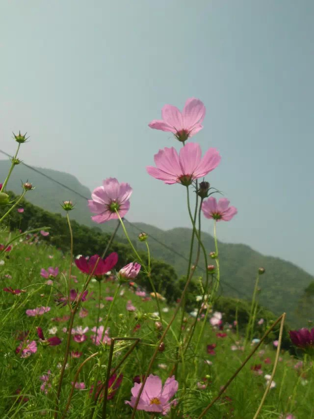 相机里的阳光346 / 作者:若無其事 / 帖子ID:107075