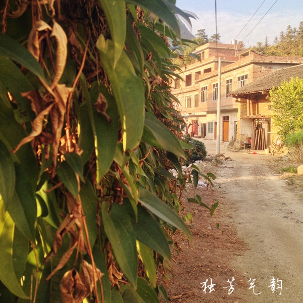 十二月手机随拍819 / 作者:独芳气韵 / 帖子ID:107095