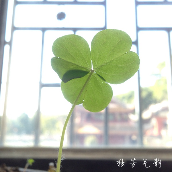 十二月手机随拍295 / 作者:独芳气韵 / 帖子ID:107095