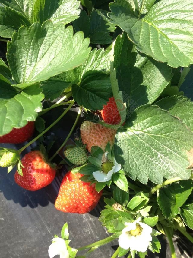 恭城有哪可以摘草莓的地方没有43 / 作者:棉花糖 / 帖子ID:107290