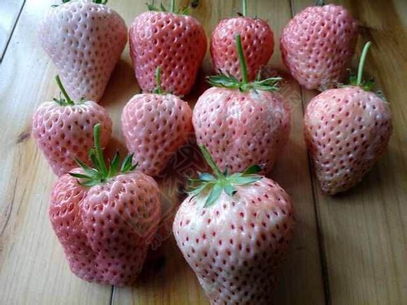 恭城有哪可以摘草莓的地方没有786 / 作者:米锥 / 帖子ID:107290