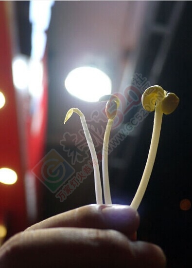 内蒙古销毁5吨毒豆芽 日销1500多公斤569 / 作者:小红花 / 帖子ID:107369