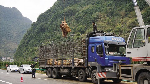 “二师兄”奔赴屠宰场，不料高速上出车祸305 / 作者:thkfh / 帖子ID:107665