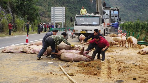 “二师兄”奔赴屠宰场，不料高速上出车祸773 / 作者:thkfh / 帖子ID:107665