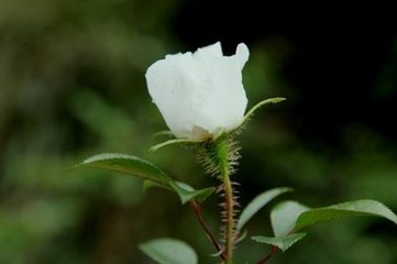 玫瑰有刺，才会是玫瑰！…896 / 作者:建筑19551213 / 帖子ID:108882