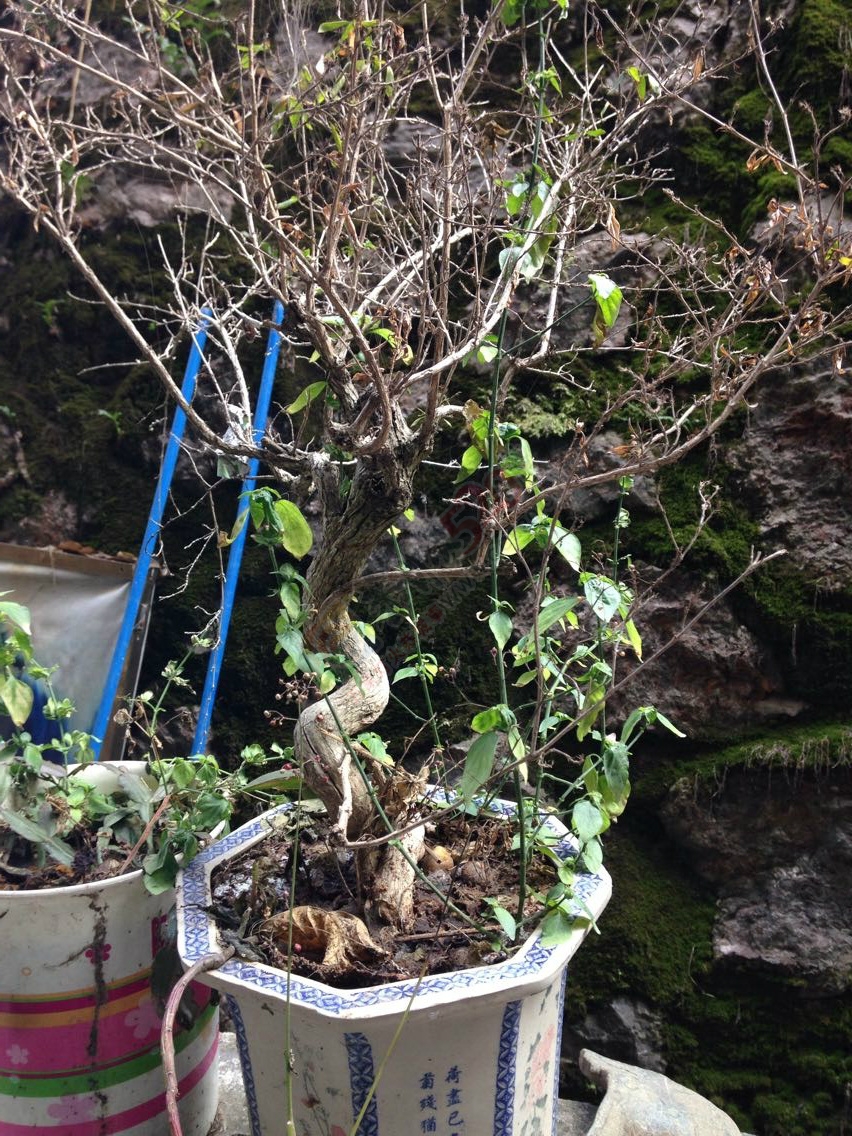 天气太冷755 / 作者:美丽的梦花 / 帖子ID:108881