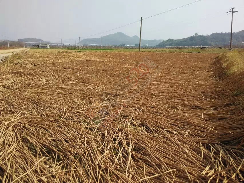 马蹄出售853 / 作者:坚强的硬汉 / 帖子ID:111526