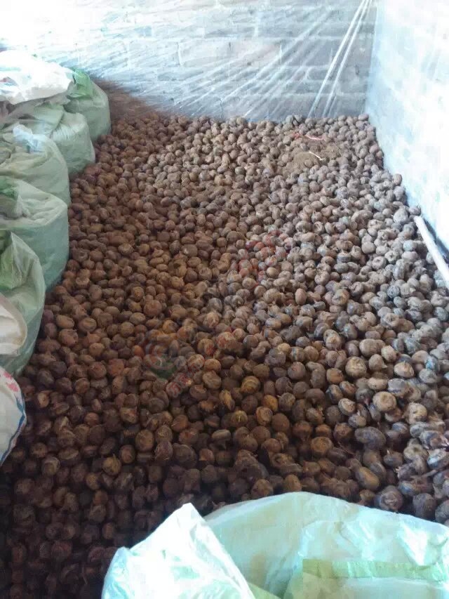 马蹄出售526 / 作者:坚强的硬汉 / 帖子ID:111526