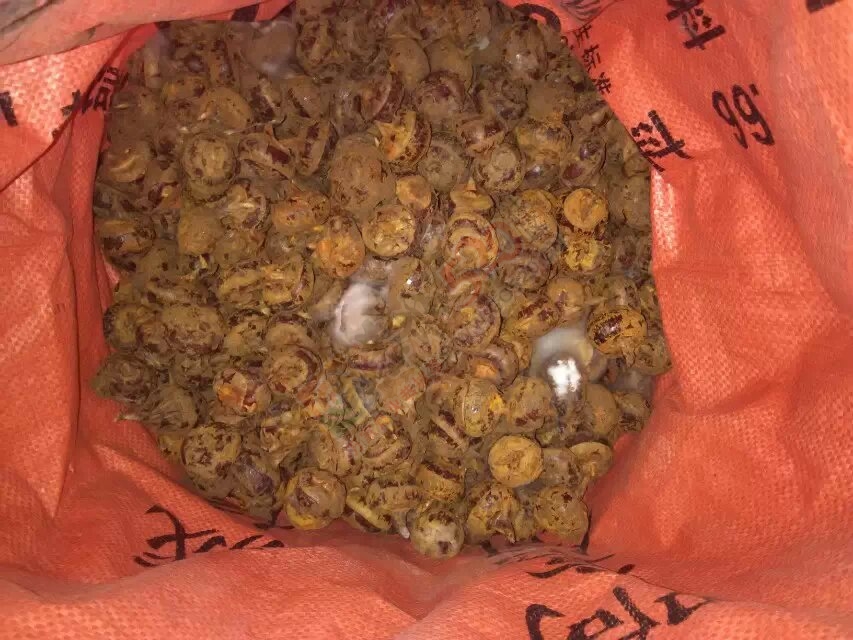 马蹄出售788 / 作者:坚强的硬汉 / 帖子ID:111526