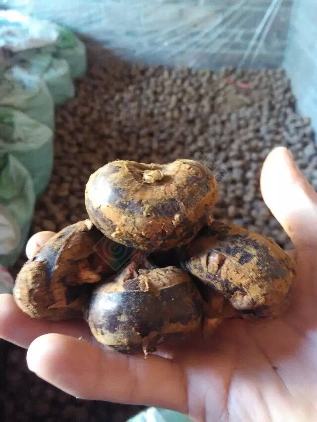 马蹄出售742 / 作者:坚强的硬汉 / 帖子ID:111526