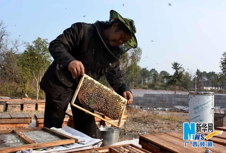 瑶乡“驯蜂人”810 / 作者:和平街林广 / 帖子ID:111617