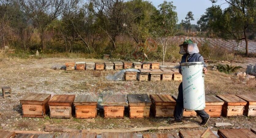 瑶乡“驯蜂人”978 / 作者:和平街林广 / 帖子ID:111617