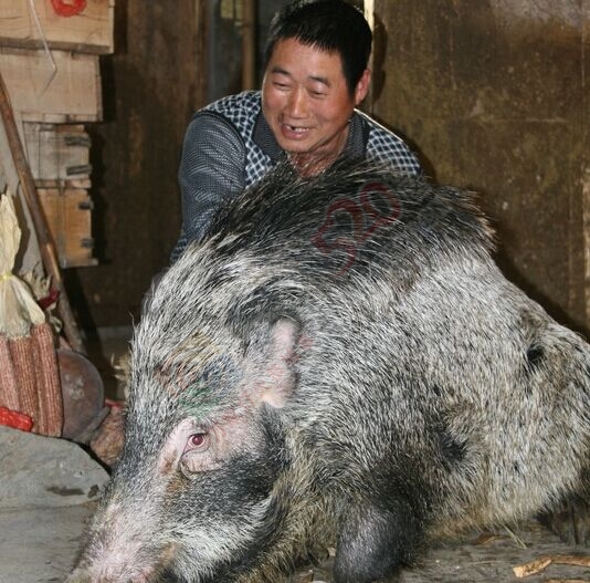 恭城观音乡一村民把野猪驯成宠物猪 说坐就坐说站就站296 / 作者:水墨茶江 / 帖子ID:111683