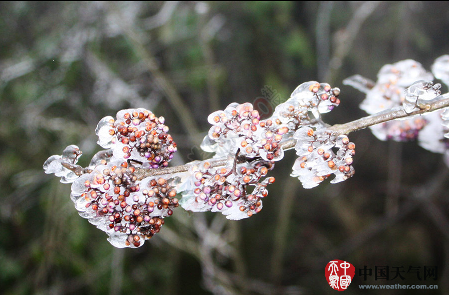 冷空气发威 全州资源高寒山区今年首次出现雾凇148 / 作者:和平街林广 / 帖子ID:111725