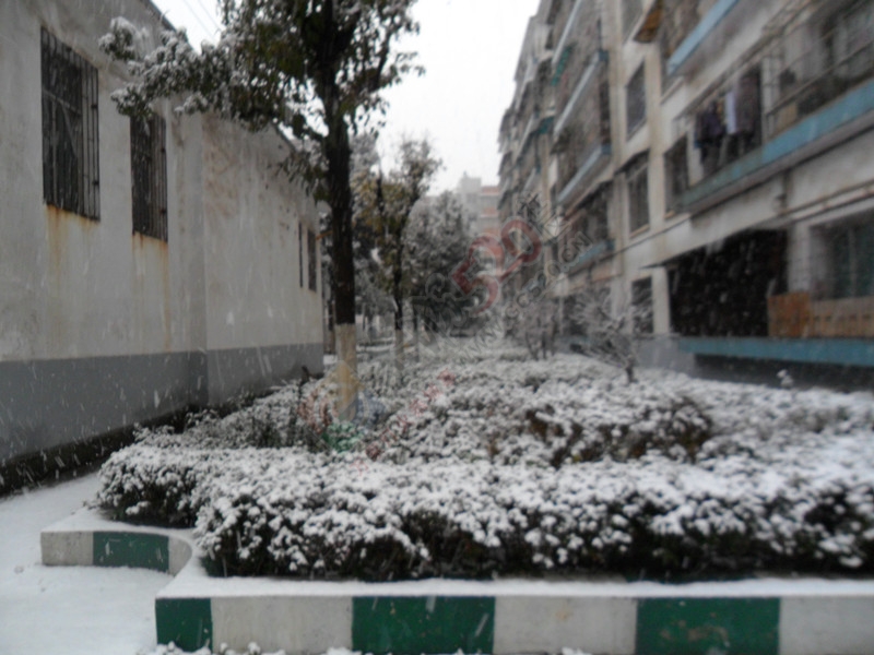 我们这里又下了一场雪…981 / 作者:建筑19551213 / 帖子ID:111744