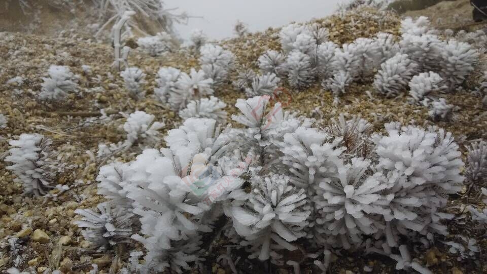 冷空气发威 全州资源高寒山区今年首次出现雾凇525 / 作者:敬哥哥 / 帖子ID:111725