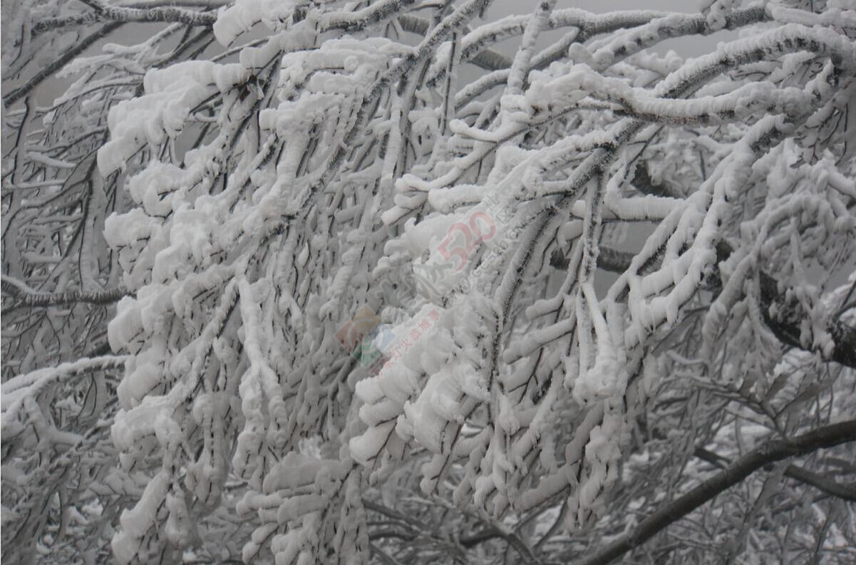 恭城的“北国风光”——银装素裹燕子山631 / 作者:若無其事 / 帖子ID:111759