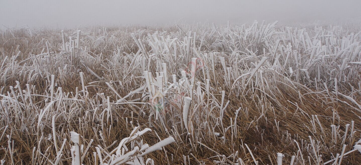 恭城的“北国风光”——银装素裹燕子山511 / 作者:若無其事 / 帖子ID:111759