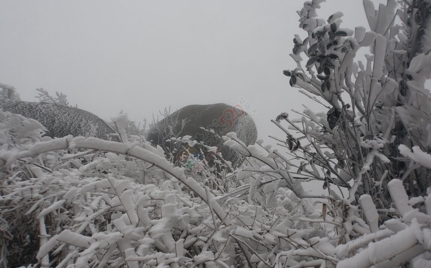 恭城的“北国风光”——银装素裹燕子山720 / 作者:若無其事 / 帖子ID:111759