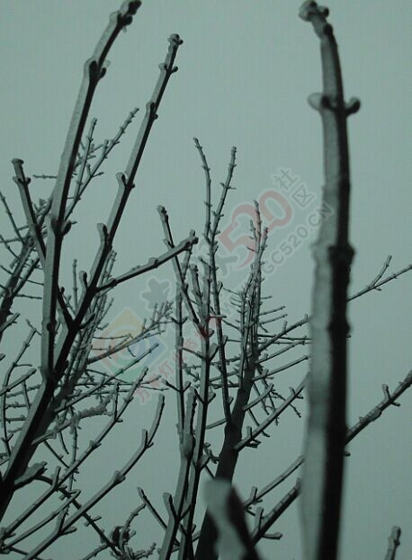 恭城的“北国风光”——银装素裹燕子山990 / 作者:若無其事 / 帖子ID:111759