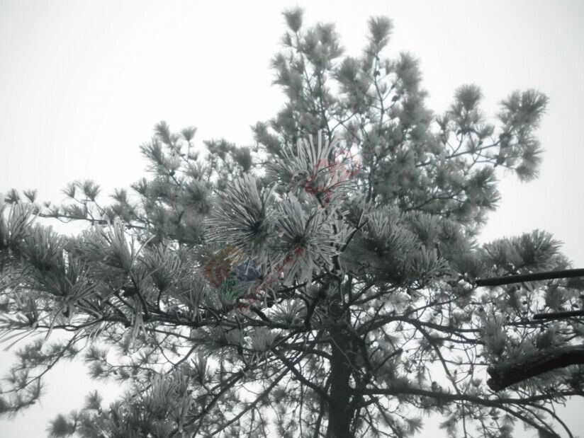 恭城的“北国风光”——银装素裹燕子山679 / 作者:若無其事 / 帖子ID:111759