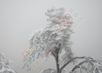 燕子山的雪景诱惑到我了，又想去的吗901 / 作者:黑白年代 / 帖子ID:111788
