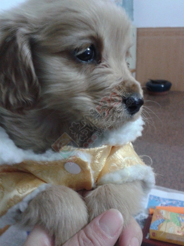 家有宠物:金毛妹妹出售611 / 作者:雨后阳_c0z7R / 帖子ID:111955