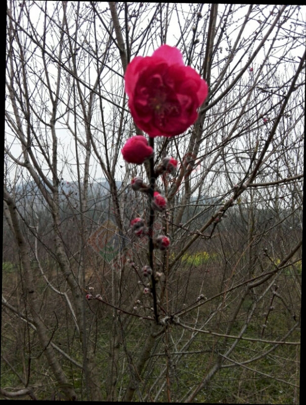 又见了！931 / 作者:黄友 / 帖子ID:112040