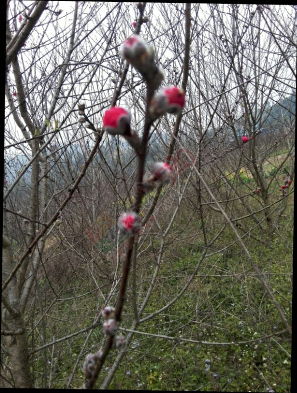 又见了！342 / 作者:黄友 / 帖子ID:112040