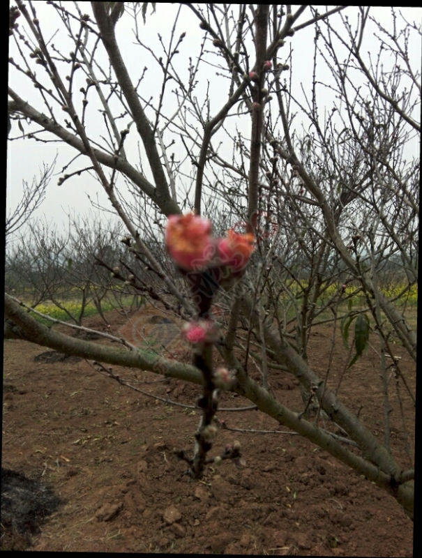 又见了！594 / 作者:黄友 / 帖子ID:112040