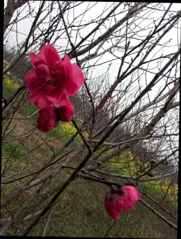 又见了！289 / 作者:黄友 / 帖子ID:112040