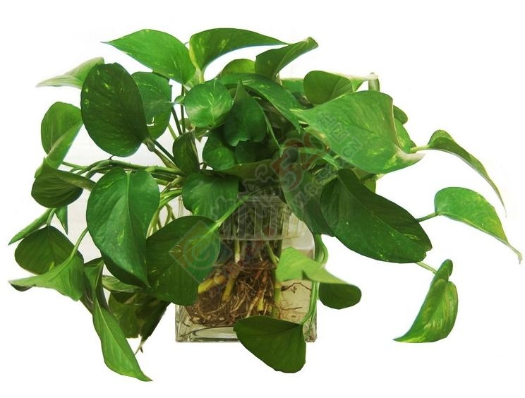 7大常见有益身心的盆景245 / 作者:Thomas / 帖子ID:112070