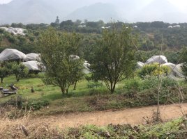 虽然我没有在现场，也能感觉到过年的那种热闹的氛围！…869 / 作者:建筑19551213 / 帖子ID:112198