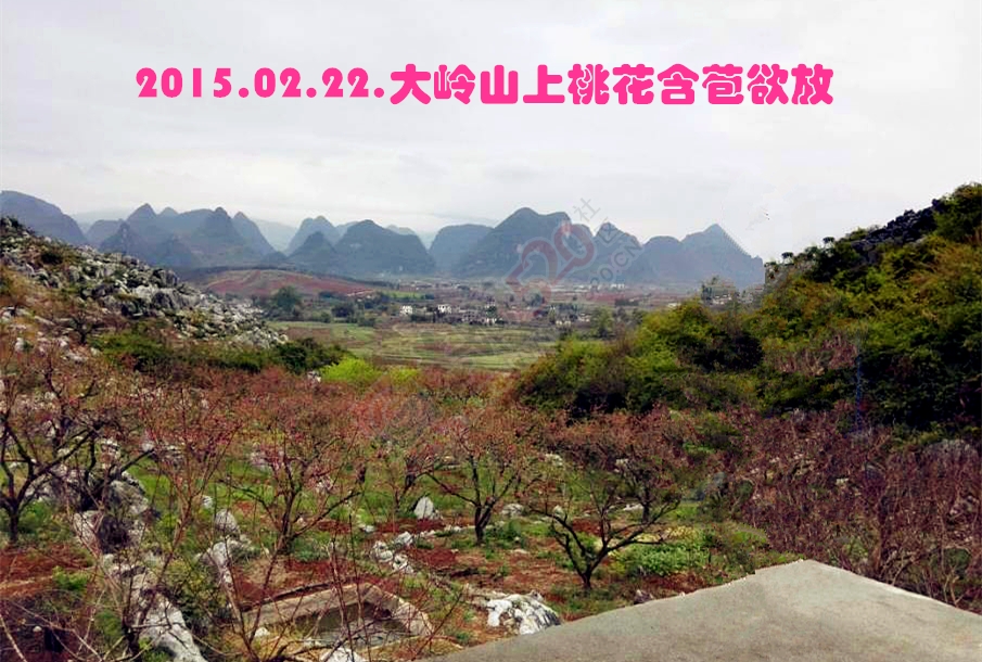 大岭山桃花含苞欲放41 / 作者:柚子壳※ / 帖子ID:112216