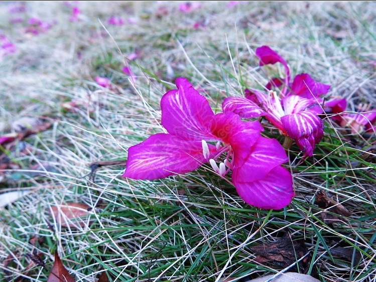 520网这下高山打鼓名声远扬了！58 / 作者:平安大叔 / 帖子ID:112247