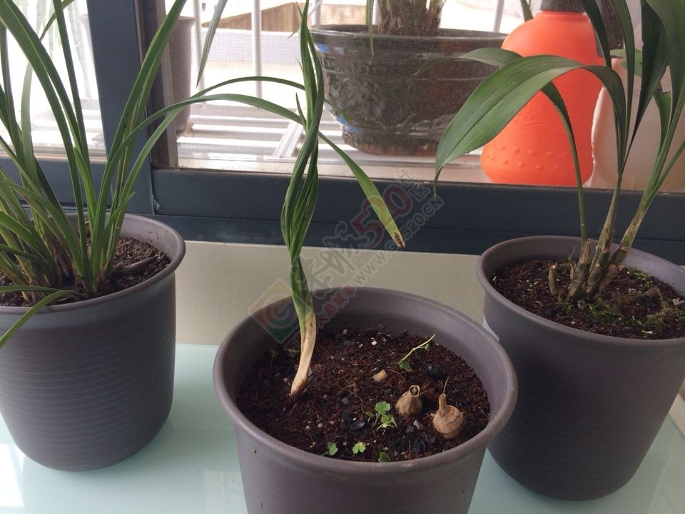 从来没有见过螺旋形的兰花！881 / 作者:地道 / 帖子ID:112258